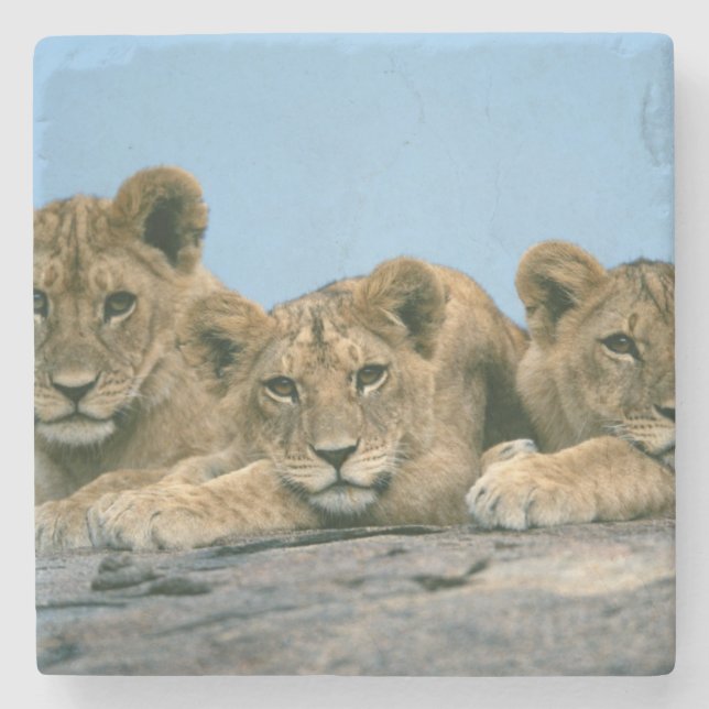 Lion Cubs Stone Coaster (Front)