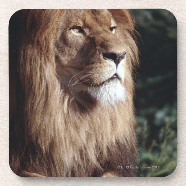 lion drink coaster (Front)