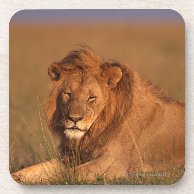 Lion Drink Coaster (Front)