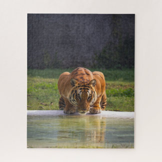 Lion Drinking Water Big Cat Wildlife Jigsaw Puzzle