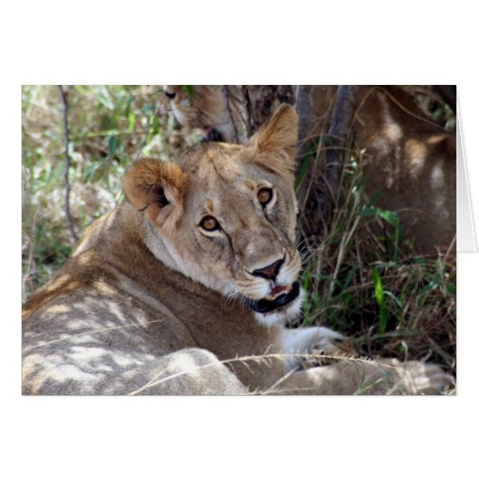 lion face cards (Front Horizontal)