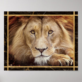 Lion Face Closeup Photograph Image Print Poster