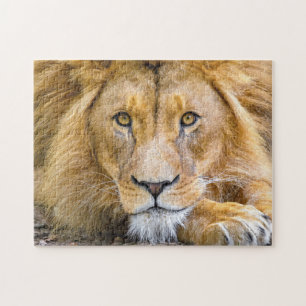 Lion Face Photo Jigsaw Puzzle