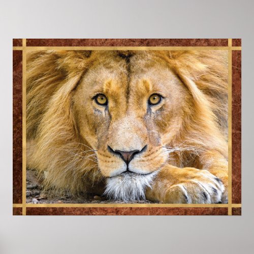 Lion Face Photo Poster