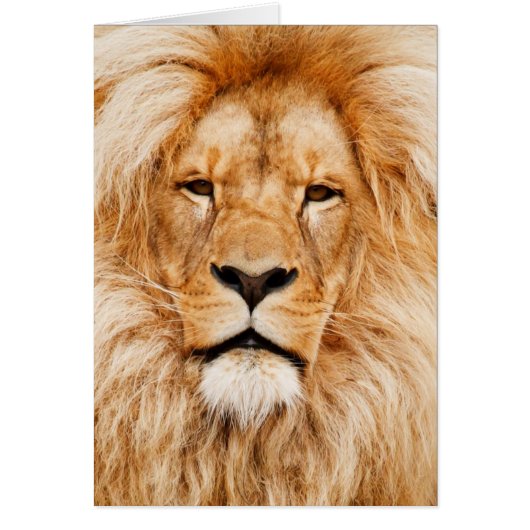 Lion Face Photograph Cards (Front)