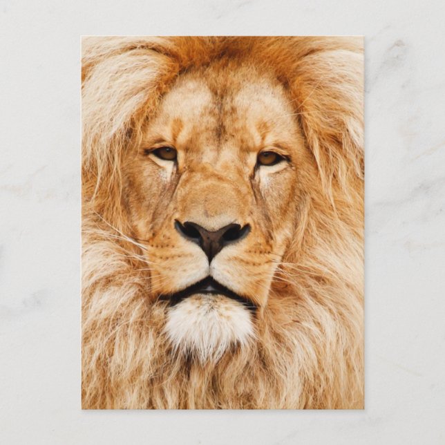 Lion Face Photograph Postcard (Front)