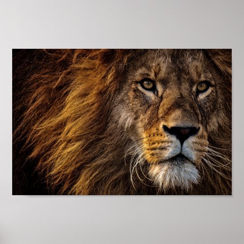 Lion Face Poster