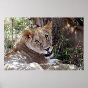 lion face poster