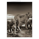 Lion Family (Front)