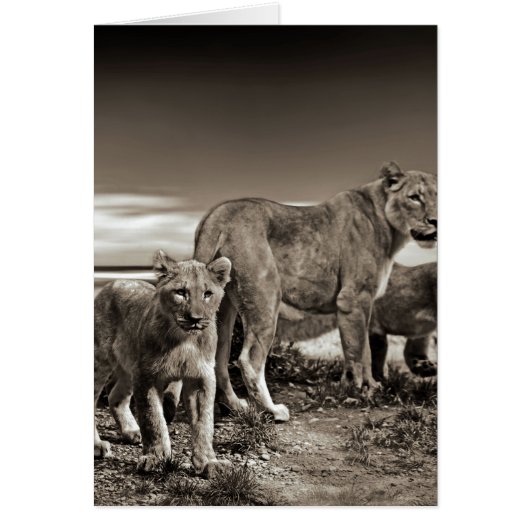 Lion Family (Front)