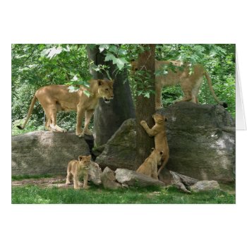 Lion Family At Play Card by erinphotodesign at Zazzle