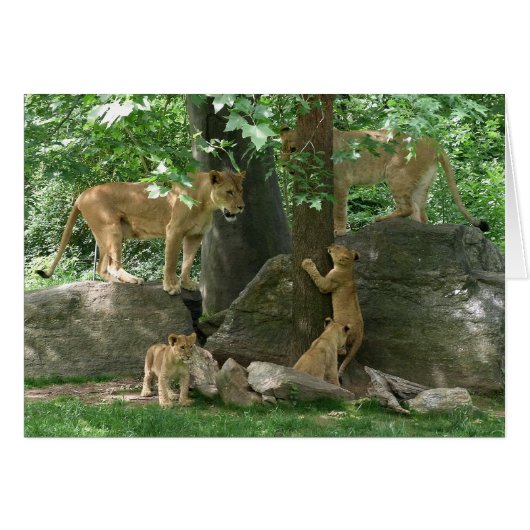 Lion Family at Play card (Front Horizontal)