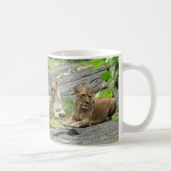 Lion Family At Rest Mug by erinphotodesign at Zazzle