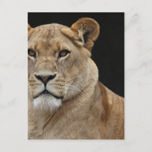 Lion Female Lying Down Postcard
