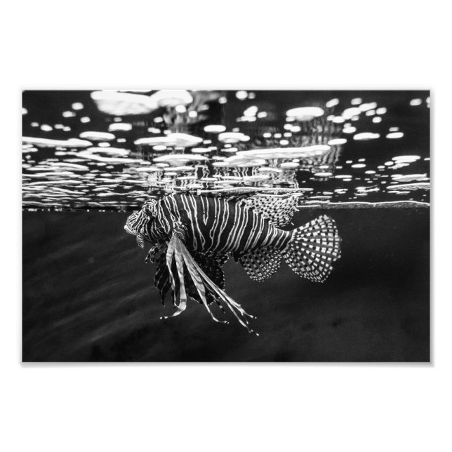 Lion Fish Photo Print (Front)