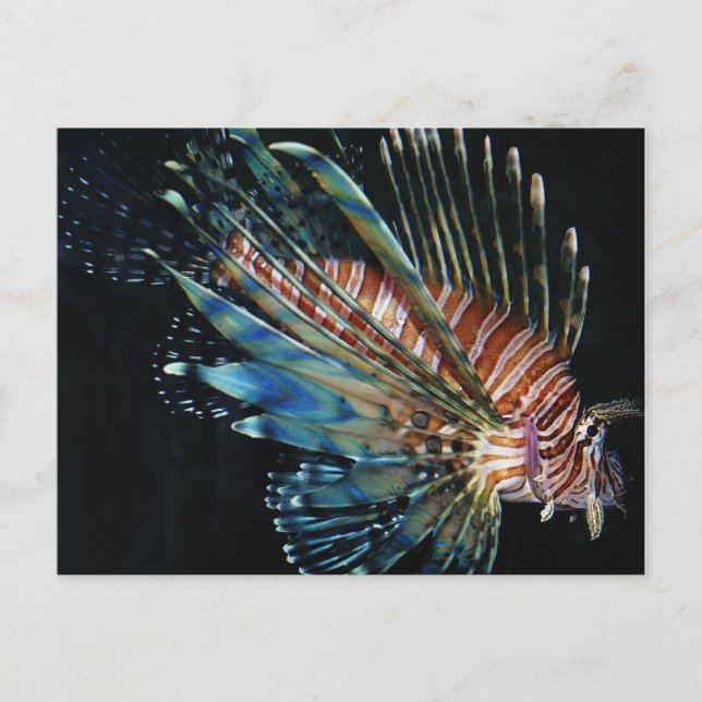 Lion fish postcard (Front)