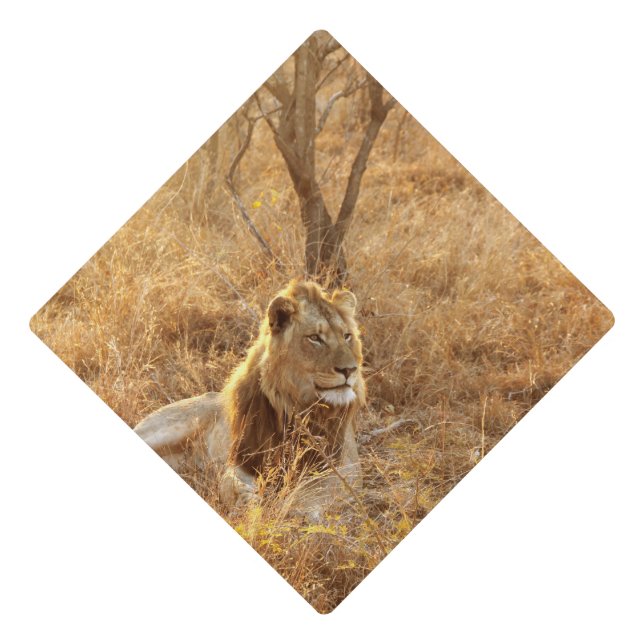 Lion Graduation Cap Topper (Front)