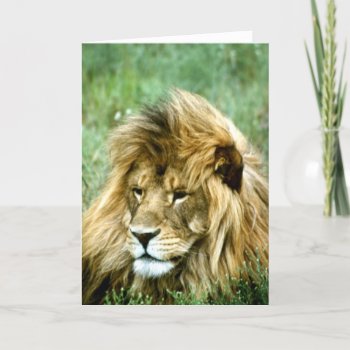Lion Greeting Card by Artnmore at Zazzle