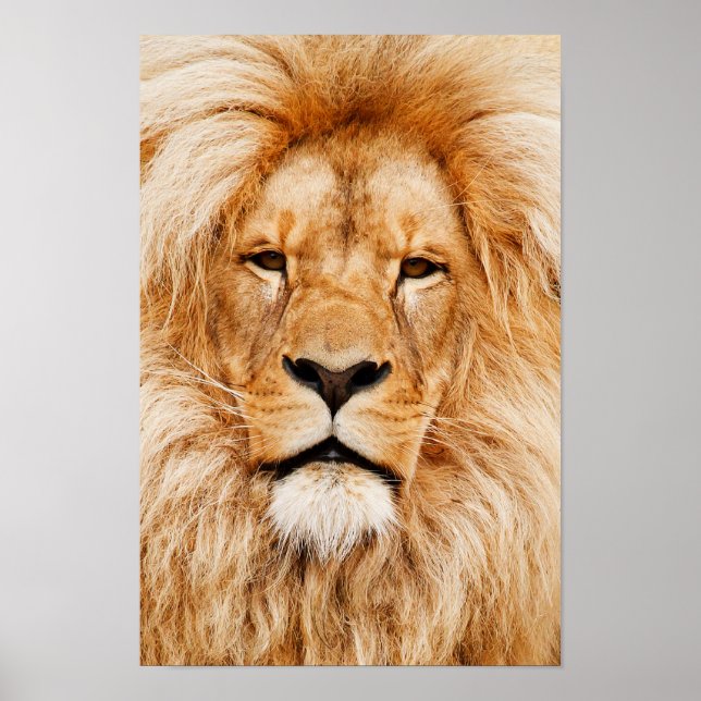 Lion Head Canvas Print (Front)