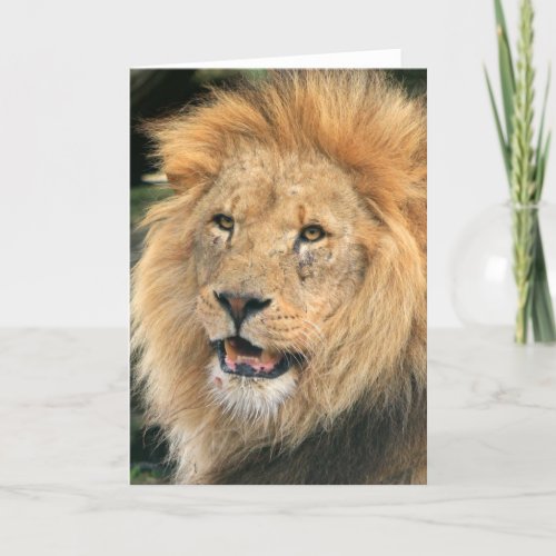 Lion head male beautiful photo blank note card