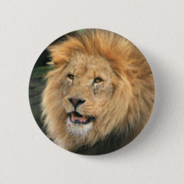 Lion head male beautiful photo button, pin