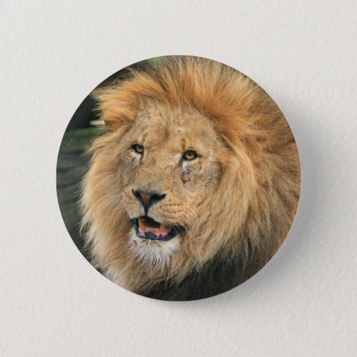 Lion head male beautiful photo button pin