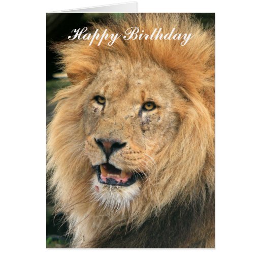 Lion head male beautiful photo happy birthday card | Zazzle