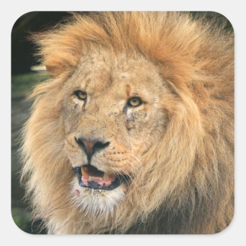 Lion head male beautiful photo sticker stickers