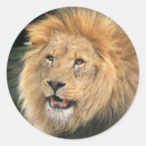 Lion head male beautiful photo sticker stickers