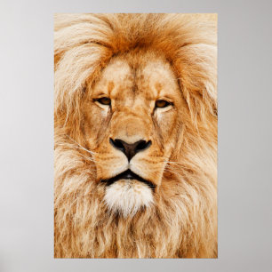 Lion Head Poster