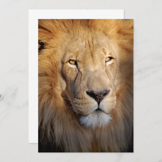 Lion Images Invitation (Front/Back)