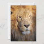 Lion Images Invitation