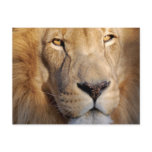 Lion Images Postcard