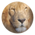 Lion Images Sticker