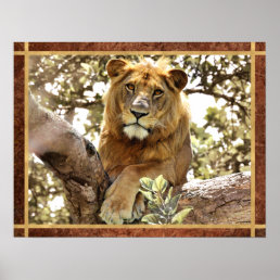 Lion in a Tree Photo Poster