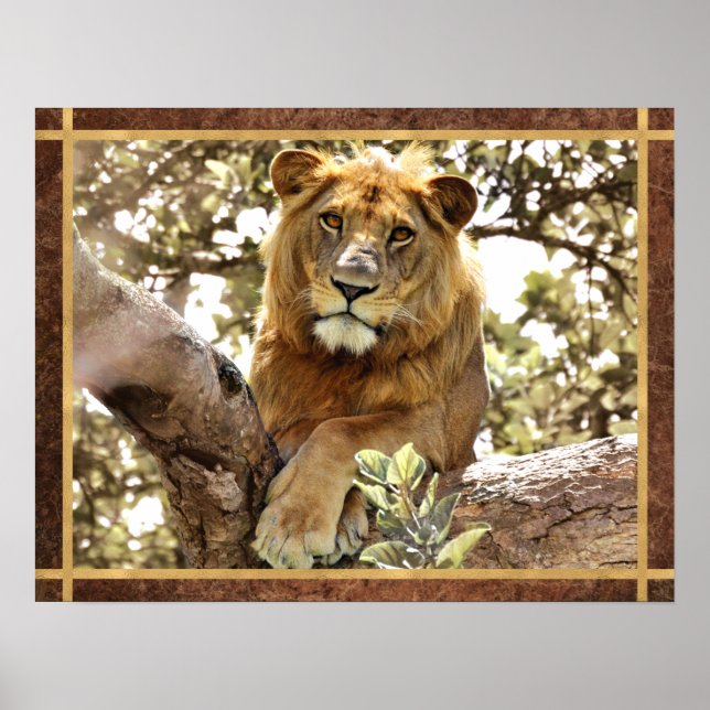 Lion in a Tree Photo Poster (Front)