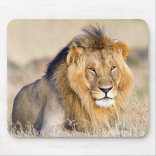 Lion in Africa wildlife Big Cat Mouse Pad