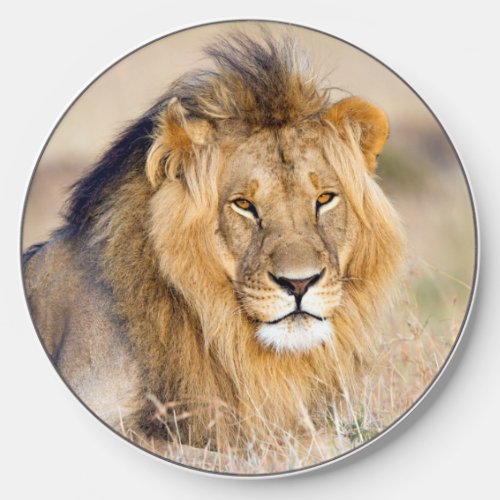 Lion in Africa wildlife Big Cat Wireless Charger