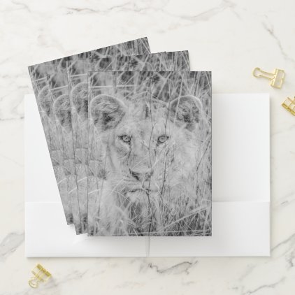 Lion in Grass Pocket Folders