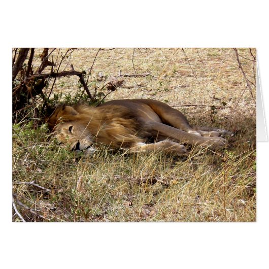 LION IN KENYA AFRICA (Front Horizontal)