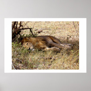 Lion in Kenya Africa animal Poster