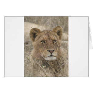 Lion in Kruger National Park Cards