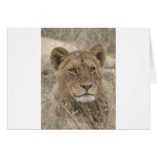 Lion in Kruger National Park Cards (Front Horizontal)