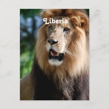 Lion In Liberia Postcard by GoingPlaces at Zazzle