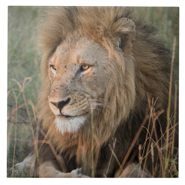 Lion In Natural African Setting Ceramic Tile (Front)