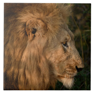 Lion In Natural African Setting Ceramic Tile