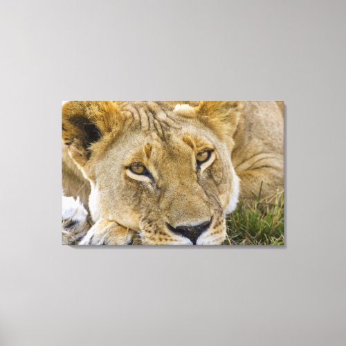Lion in the brush resting in the heat of the canvas print