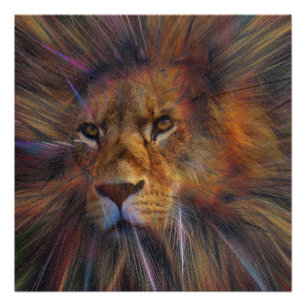 Lion in the Gallery Glossy Poster
