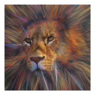 Lion in the Gallery Photo Enlargement Print