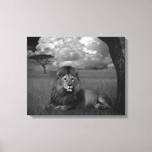 Lion in the Grass Canvas Print (Front)